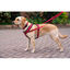 Halti arnés acolchado de nylon rojo para perros, , large indicador imagen numero 2