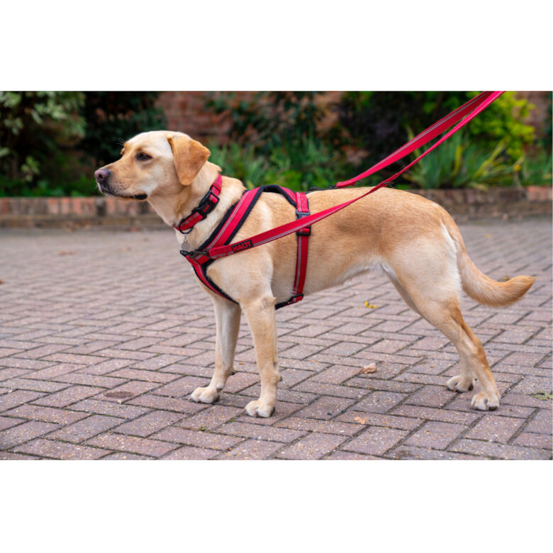 Halti arnés acolchado de nylon rojo para perros,  Imagen numero 2 Halti arnés acolchado de nylon rojo para perros, , large Imagen numero 2