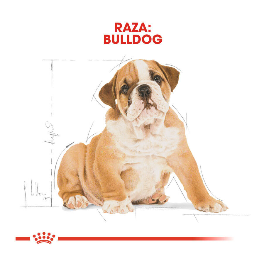 12 kg Royal Canin Puppy Bulldog pienso para cachorros, , large Imagen numero 4