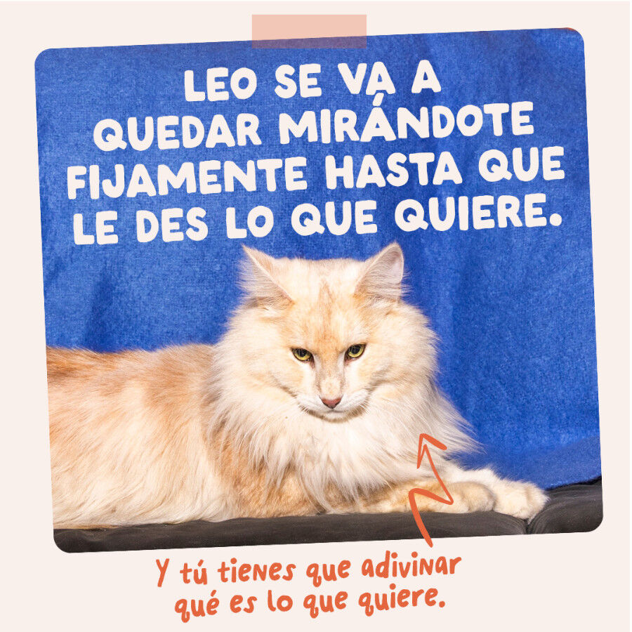 12 x 85 g Edgard & Cooper Festines de la Granja sobre en salsa para gatos, , large Imagen numero 10
