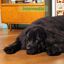 12 kg Edgard & Cooper Adult Cordero pienso para perros grandes, , large indicador imagen numero 7