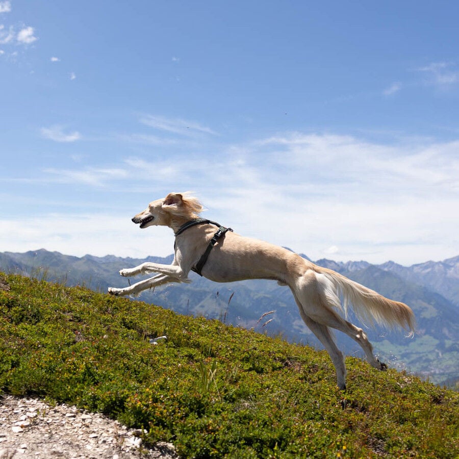 Non-stop dogwear Line 5.0 Arnés Verde para perros thumbnail