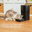 Cecotec Pumba 6000 Purrfect Meal Smart Comedero Automático para perros y gatos, , large indicador imagen numero 6