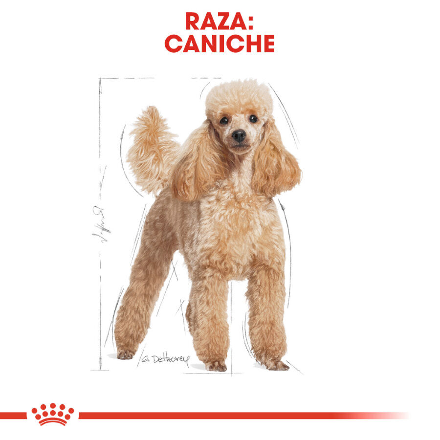 Royal Canin Adult Poodle Paté sobre para perros thumbnail