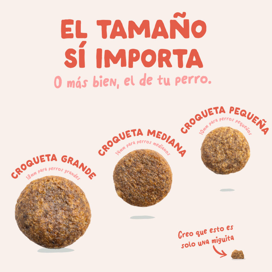 12 kg Edgard & Cooper Senior Salm&oacute;n Noruego y Pollo pienso para perros, , large Imagen numero 5