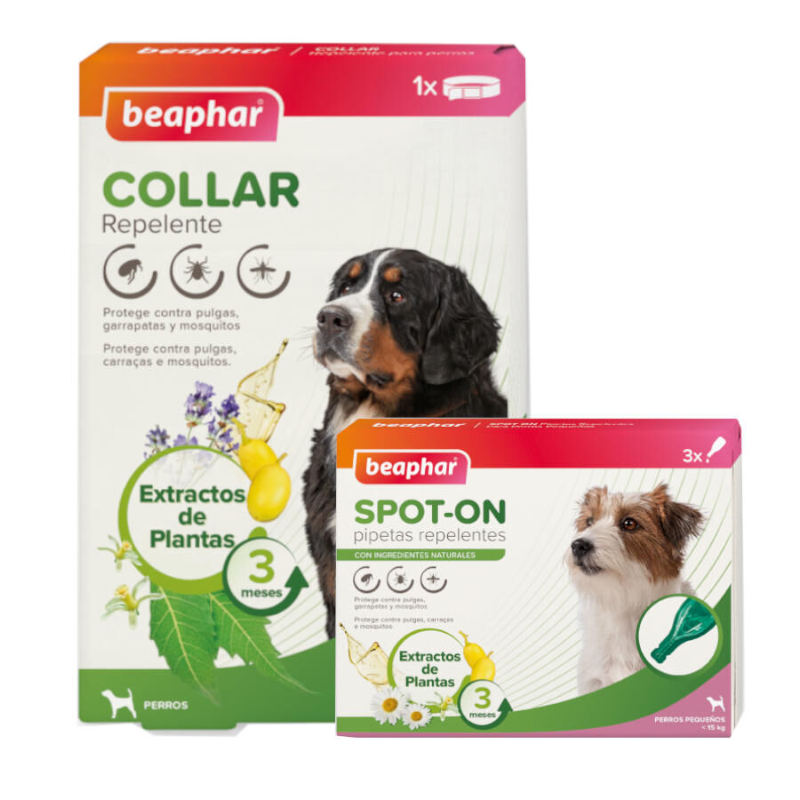 Beaphar Pack Pipetas y Collar Repelente para perros thumbnail