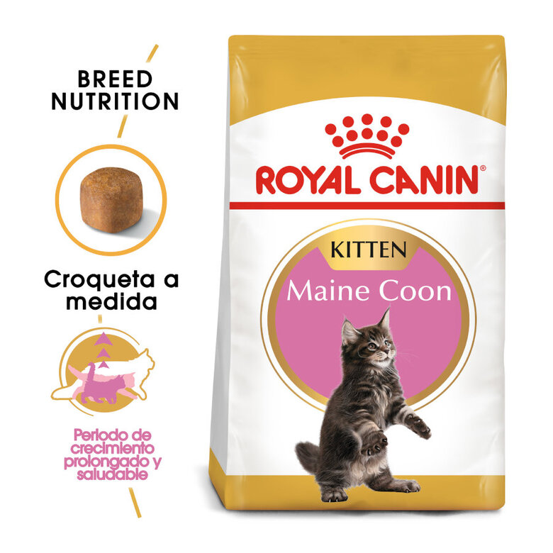 Royal Canin Kitten Maine Coon pienso para gatos, , large image number null