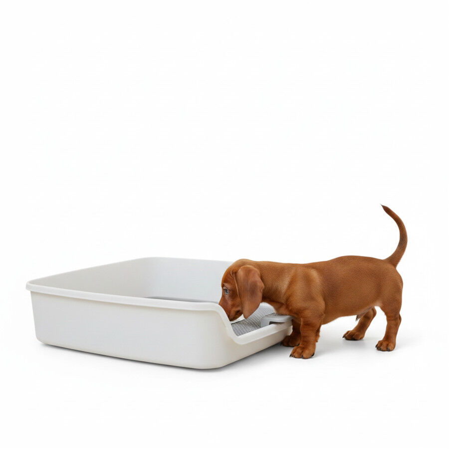 All For Paws Go Fresh Soporte Almohadillas Orina para perros thumbnail