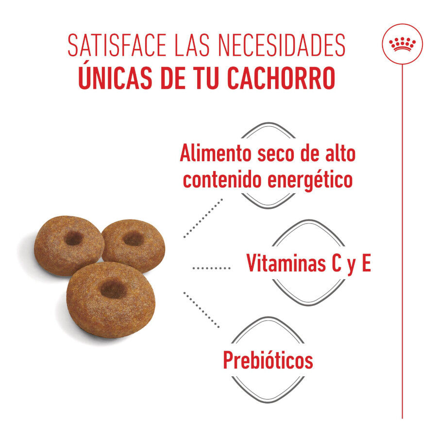 Royal Canin Starter MotheryBaby Maxi pienso para perros thumbnail