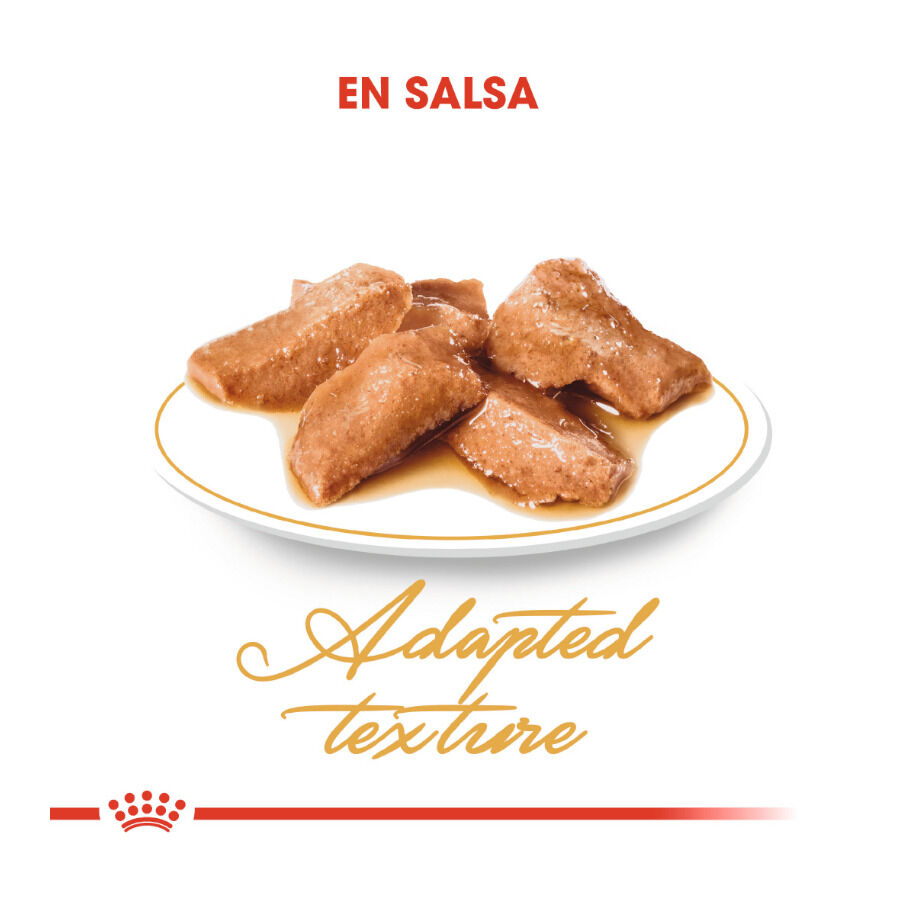 Royal Canin Maine Coon sobres para gatos thumbnail