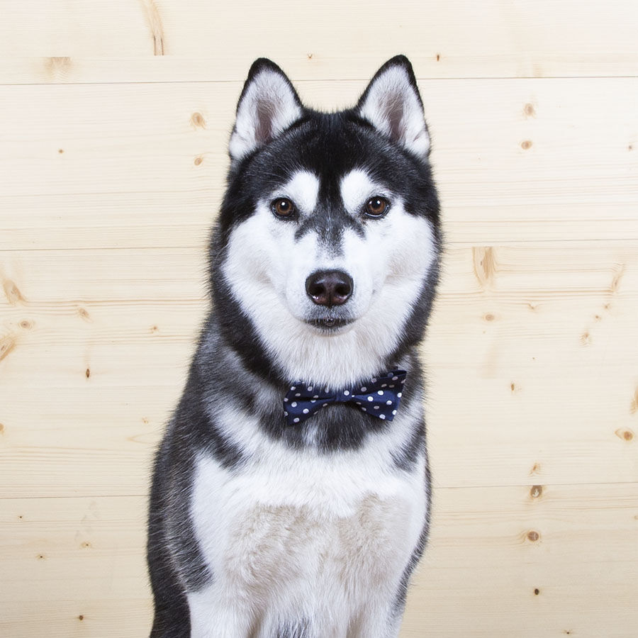 Wonder Christmas Comet Pajarita Azul para perros thumbnail