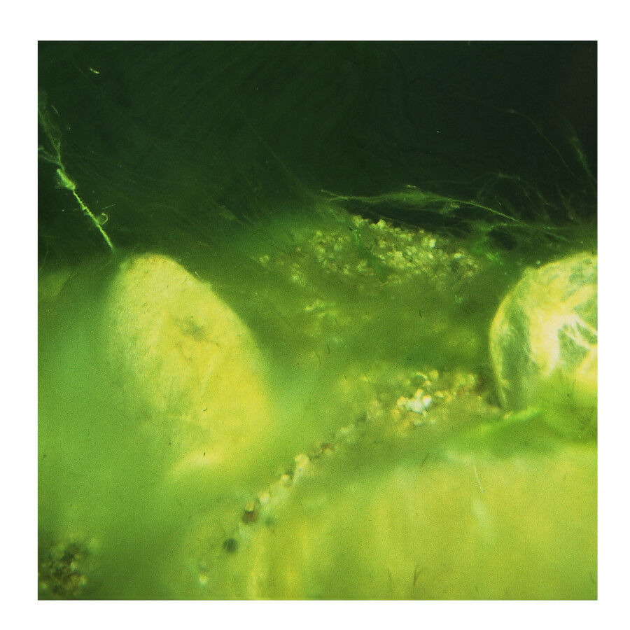 JBL AlgoPond Forte antialgas para estanques thumbnail