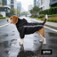 Gotoo Abrigo Impermeable Reflectante Negro para perros, , large indicador imagen numero 1