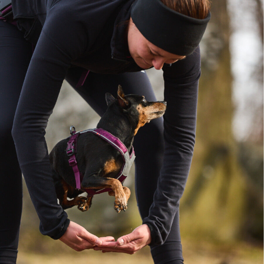 Non-stop dogwear Line 5.0 Arnés Púrpura para perros thumbnail