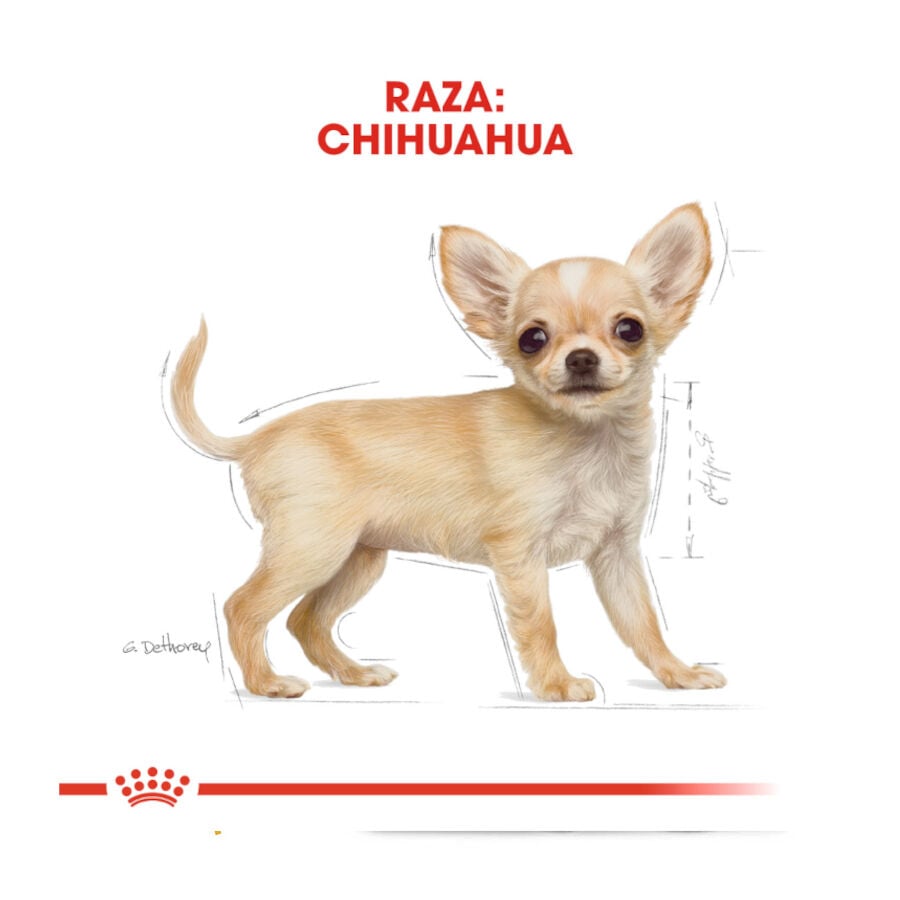 500 g Royal Canin Puppy Chihuahua pienso para cachorros, , large Imagen numero 4