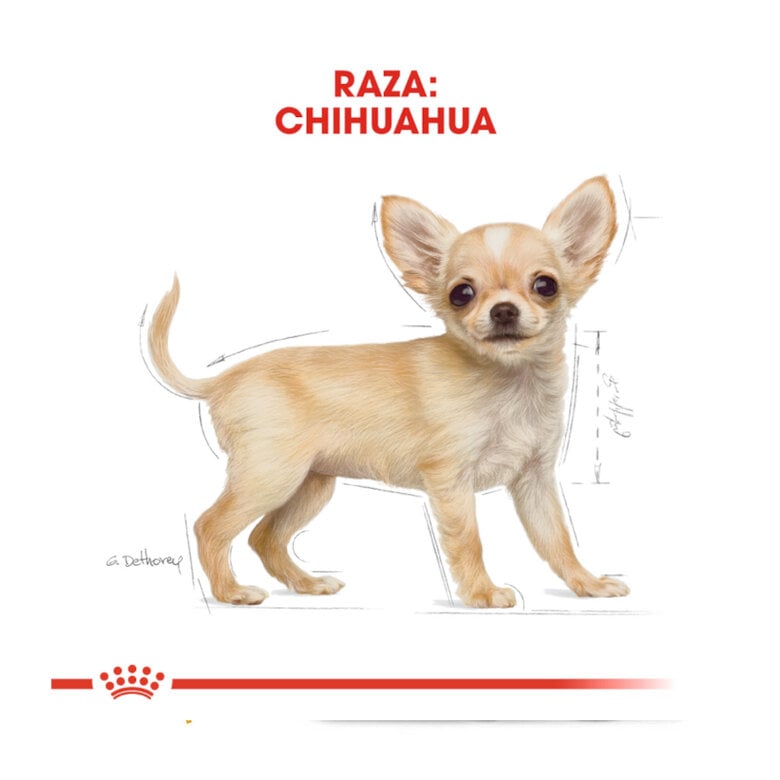1.5 kg Royal Canin Puppy Chihuahua pienso para cachorros,  Imagen numero 4 1.5 kg Royal Canin Puppy Chihuahua pienso para cachorros, , large Imagen numero 4