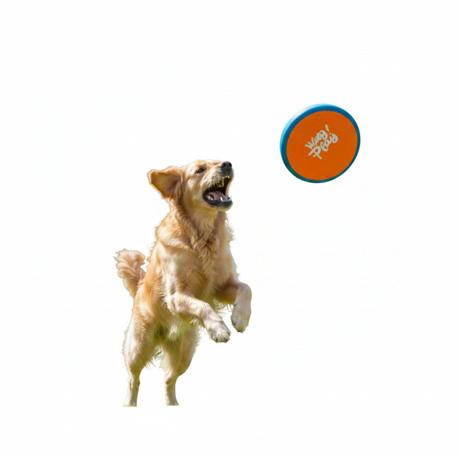 All For Paws Wag Play Juguete Frisbee Volador para perros, , large Imagen numero 3