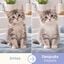 Bloob Champ&uacute; Fragancia Empolvada para gatos, , large indicador imagen numero 4