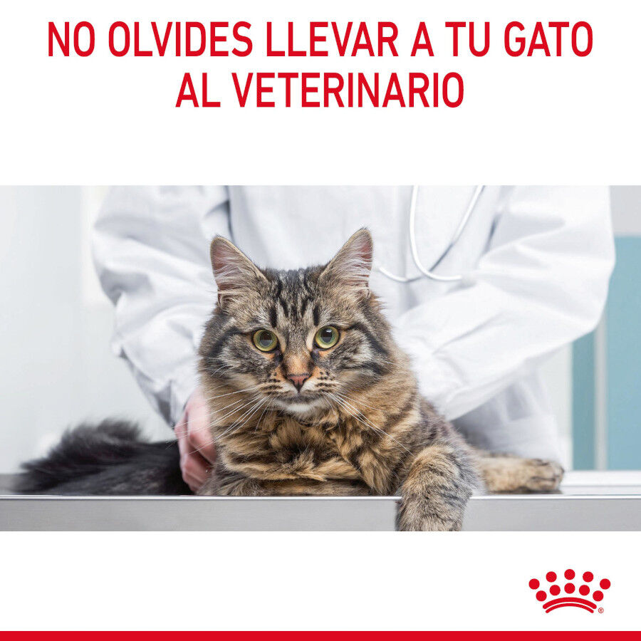 Royal Canin Intense Hairball pienso para gatos thumbnail