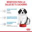 15 kg Royal Canin Puppy Giant pienso para perros, , large indicador imagen numero 5