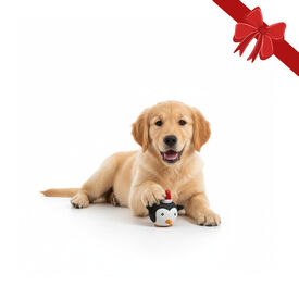 Wonder Christmas Pelota de Pingüino Navideña para perros,  Wonder Christmas Pelota de Pingüino Navideña para perros