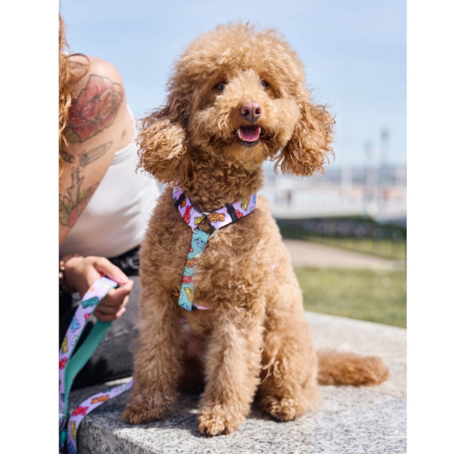 Dukier Gummy Bears Arn&eacute;s Cl&aacute;sico para perros, , large Imagen numero 2