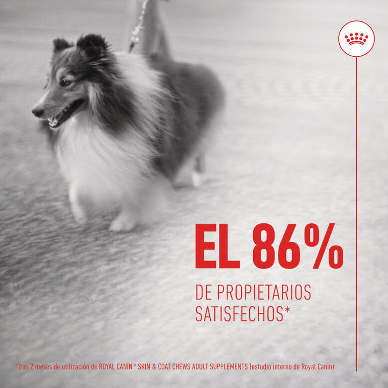Royal Canin Skin &amp; Coat Chews Adult Suplemento nutricional para perros thumbnail