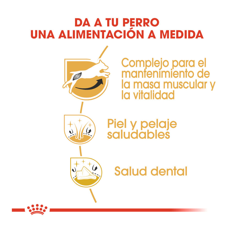 Royal Canin Adult Jack Russell Terrier pienso para perros thumbnail