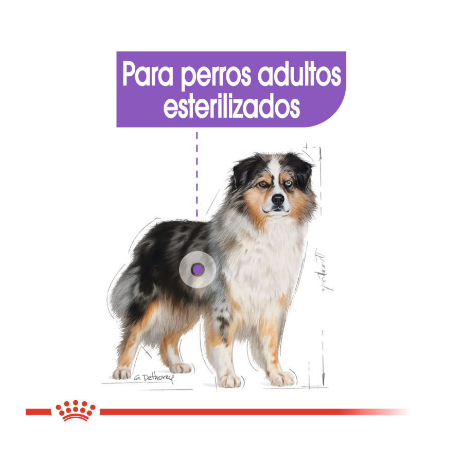 Royal Canin Sterilised Medium pienso para perros thumbnail
