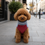 Gotoo Jersey Polar Azul para perros, , large indicador imagen numero 1