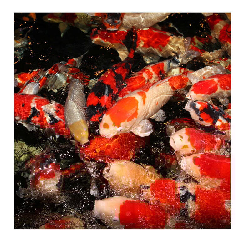 JBL ProPond All Seasons Palitos para peces de estanque,  Imagen numero 3 JBL ProPond All Seasons Palitos para peces de estanque, , large Imagen numero 3