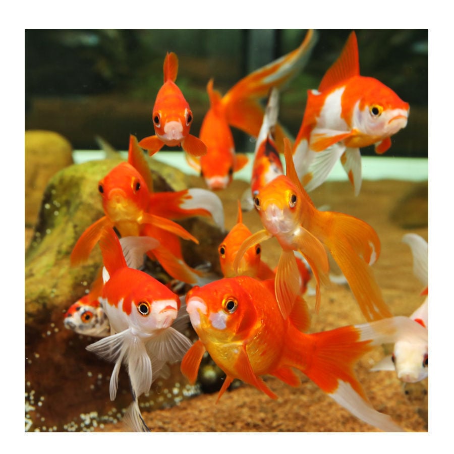 JBL Biotopol R Acondicionador de Agua para acuarios thumbnail