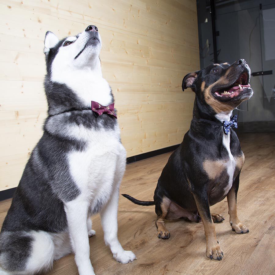 Wonder Christmas Comet Pajarita Azul para perros thumbnail