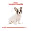 10 kg Royal Canin Puppy French Bulldog pienso para perros, , large indicador imagen numero 4