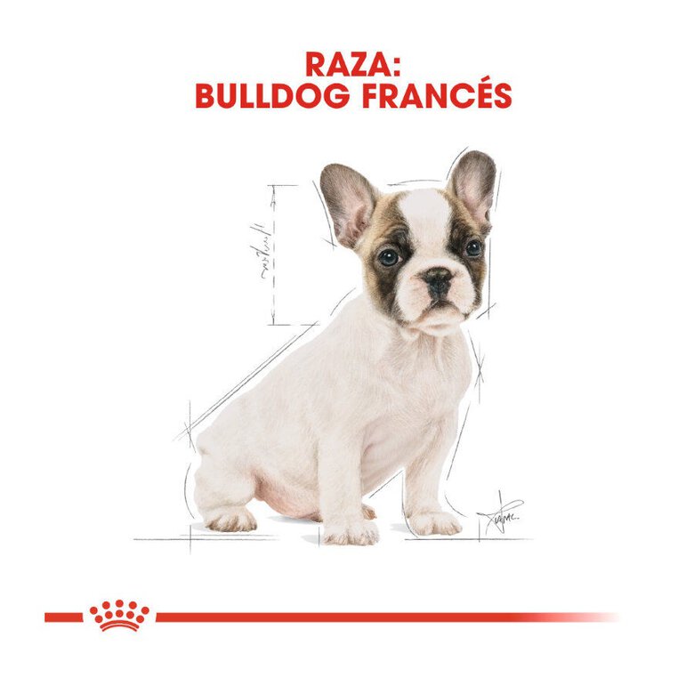 10 kg Royal Canin Puppy French Bulldog pienso para perros,  Imagen numero 4 10 kg Royal Canin Puppy French Bulldog pienso para perros, , large Imagen numero 4