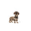 Royal Canin Light Weight Care X-Small pienso para perros, , large indicador imagen numero 3
