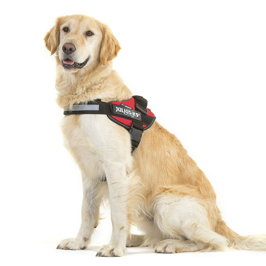 Julius-K9 IDC Arn&eacute;s Rojo para perros, , large Imagen numero 2