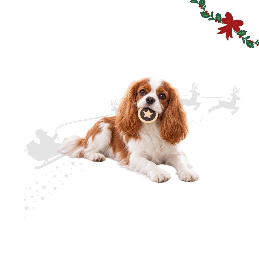 1 pack x 2 uds. Wonder Christmas Pastelitos Masticables Snacks para perros, , large Imagen numero 1