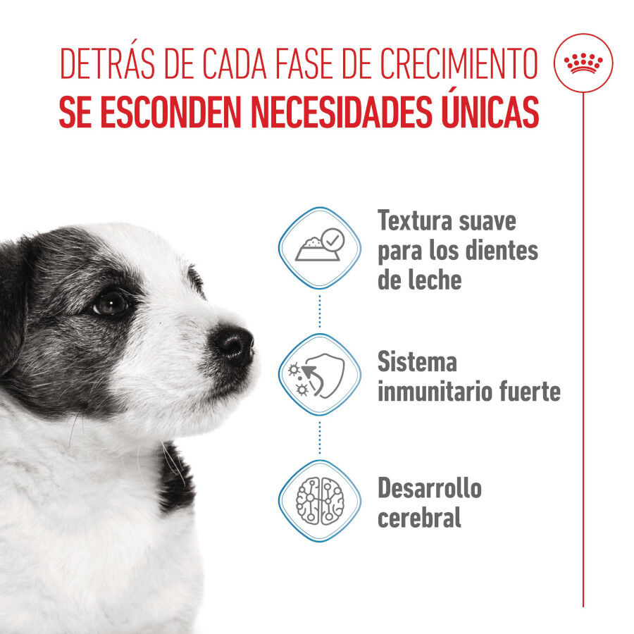 Royal Canin Mini Puppy sobre en salsa thumbnail