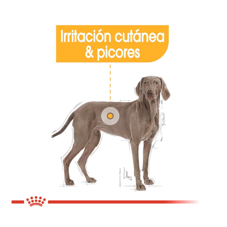 Royal Canin Dermacomfort Maxi pienso para perros thumbnail