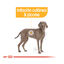 12 kg Royal Canin Dermacomfort Maxi pienso para perros, , large indicador imagen numero 5