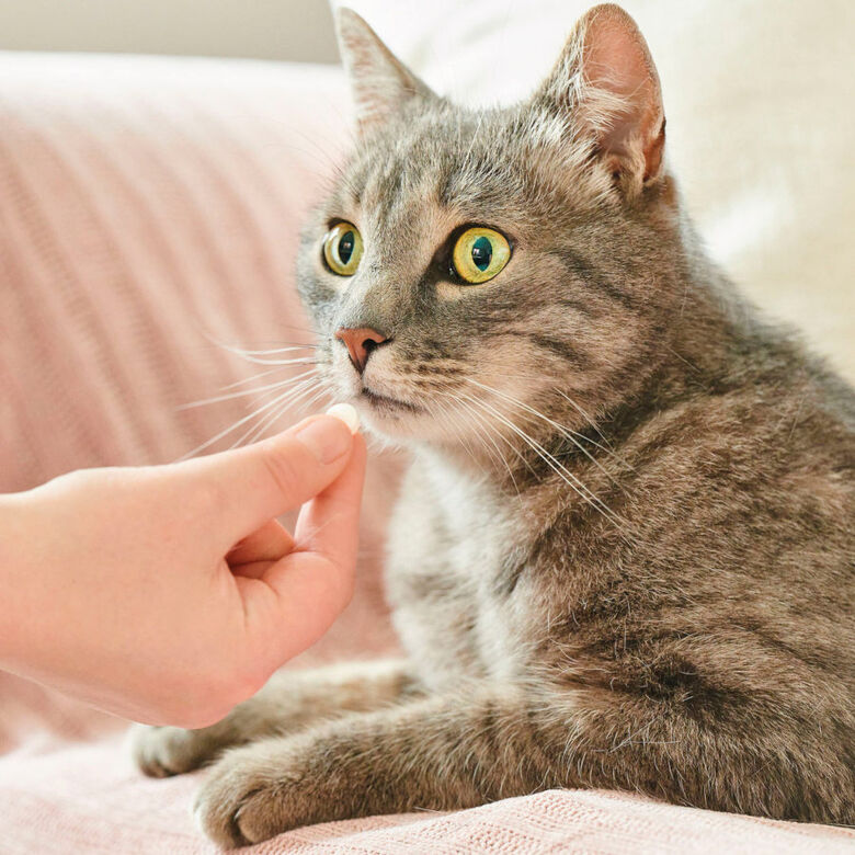 Beaphar VERMIpure Repelente Interno Natural en comprimidos para gatos y gatitos thumbnail