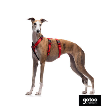 Gotoo Arnés antiescape rojo para perros