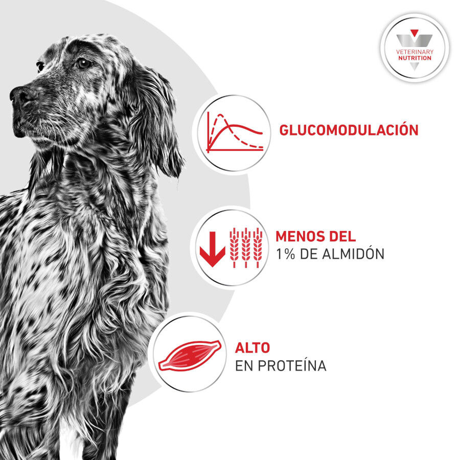 410 g Royal Canin Veterinary Diabetic latas para perros, , large Imagen numero 4