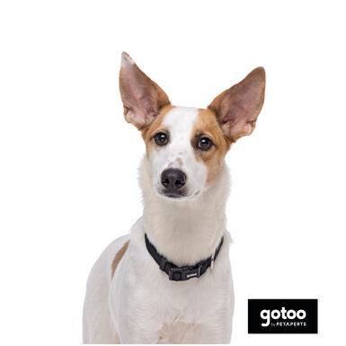 Gotoo Collar de nylon negro para perros