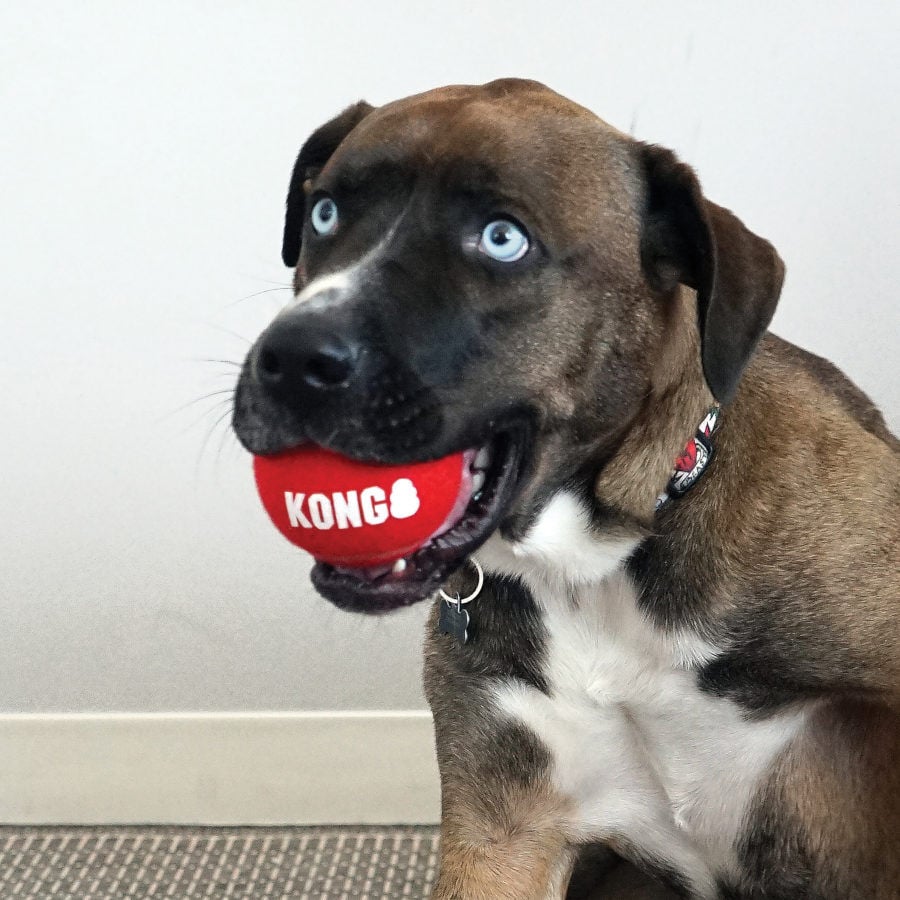 Kong Signature Sport 2-PK Pelotas de tenis para perros, , large Imagen numero 4