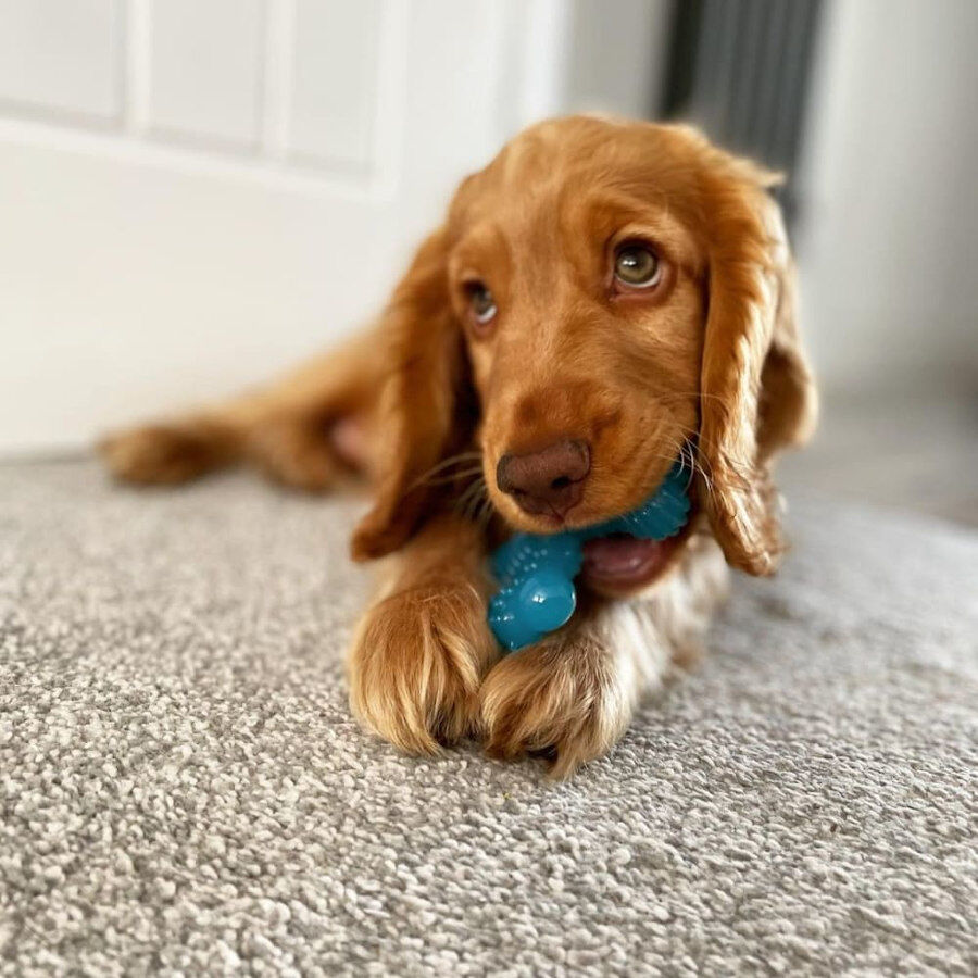 Nylabone Hueso X Mordedor Sabor a Carne para cachorros, , large Imagen numero 3