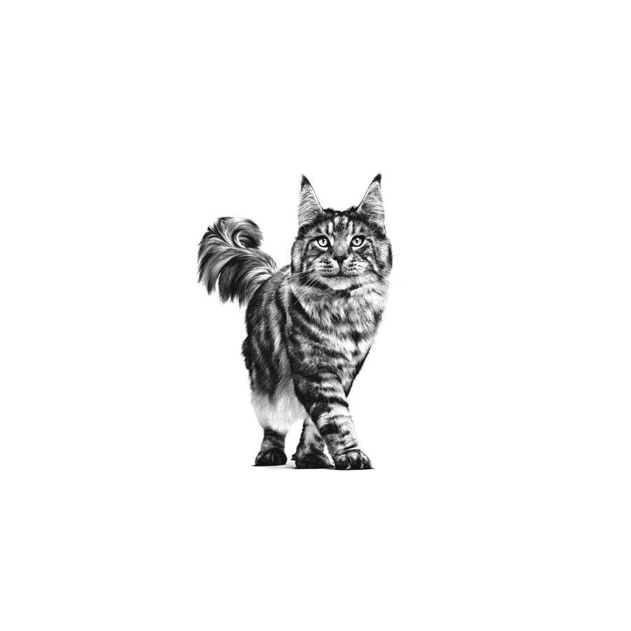 Royal Canin Senior Consult Stage 2 sobre para gatos thumbnail