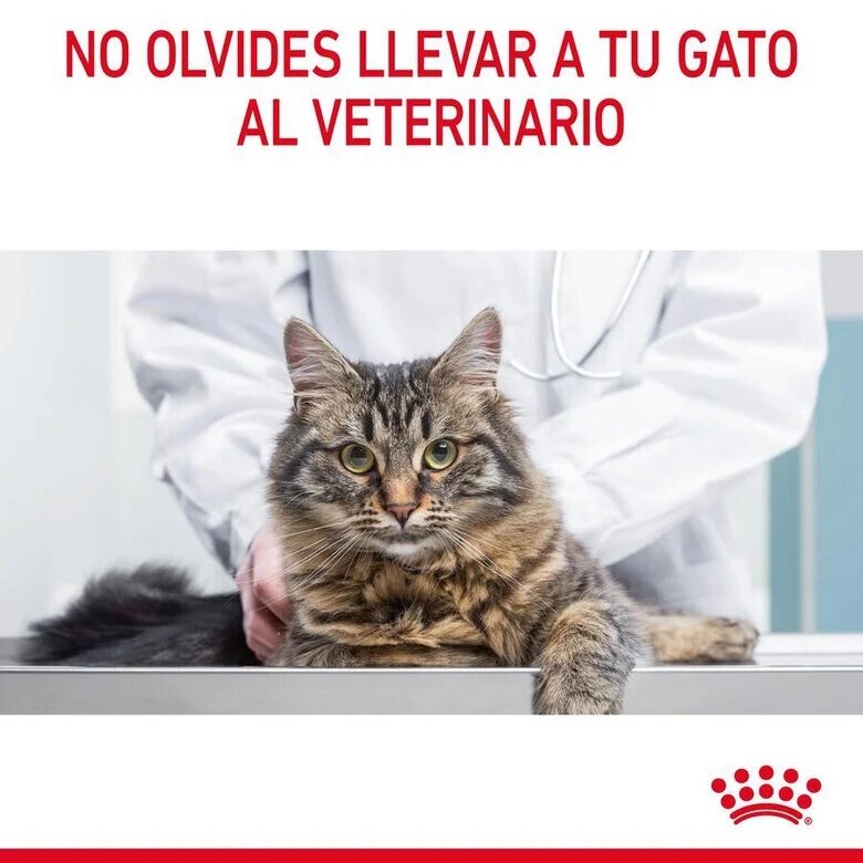 85 g Royal Canin Hairball sobre en salsa para gatos,  Imagen numero 9 85 g Royal Canin Hairball sobre en salsa para gatos, , large Imagen numero 9