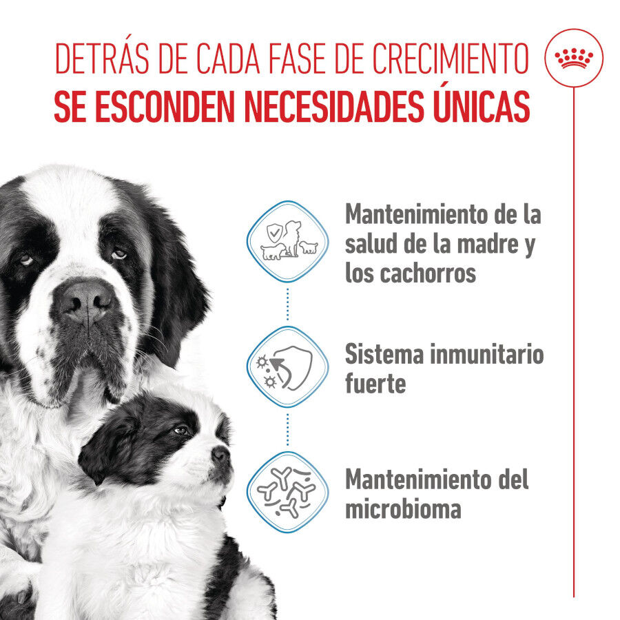 Royal Canin Starter Puppy Giant Pienso para perros thumbnail